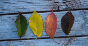 conseils santé pour chaque saison de l’année