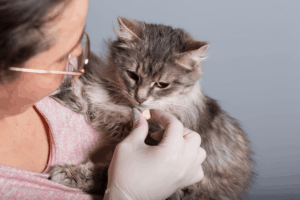 Vermifuge pour chat que choisir